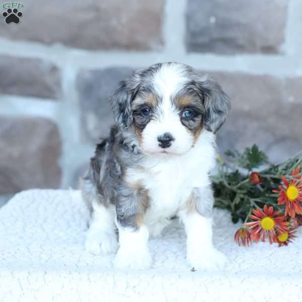 Sophie, Cavapoo Puppy